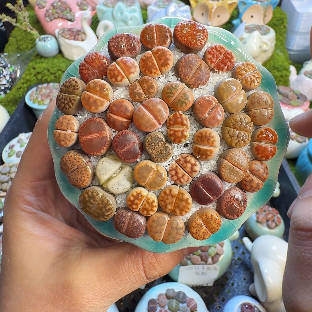 多肉葡萄干和水果1095