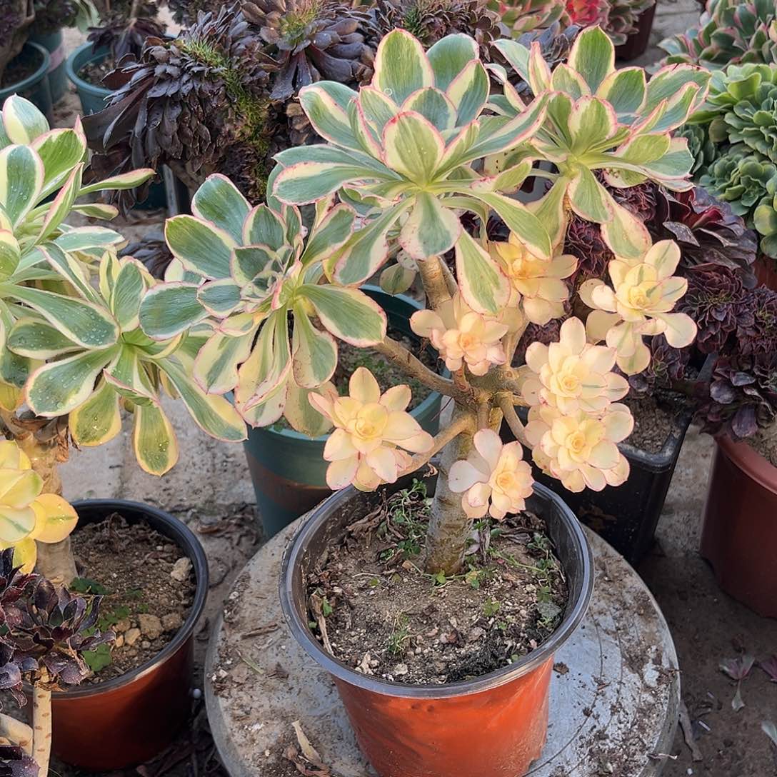 5燕姿无主头多肉植物