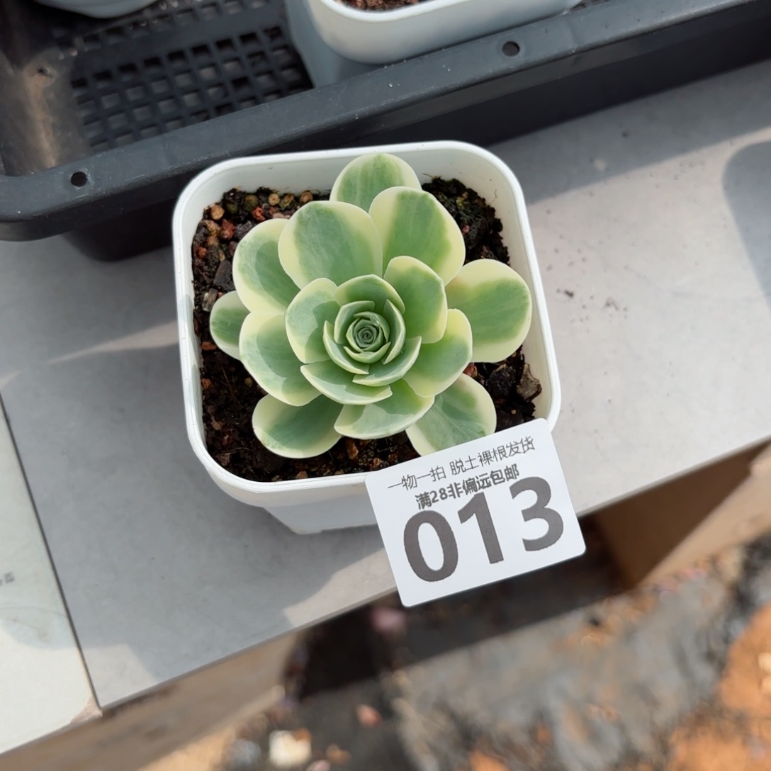 山地玫瑰锦单头无盆土发货