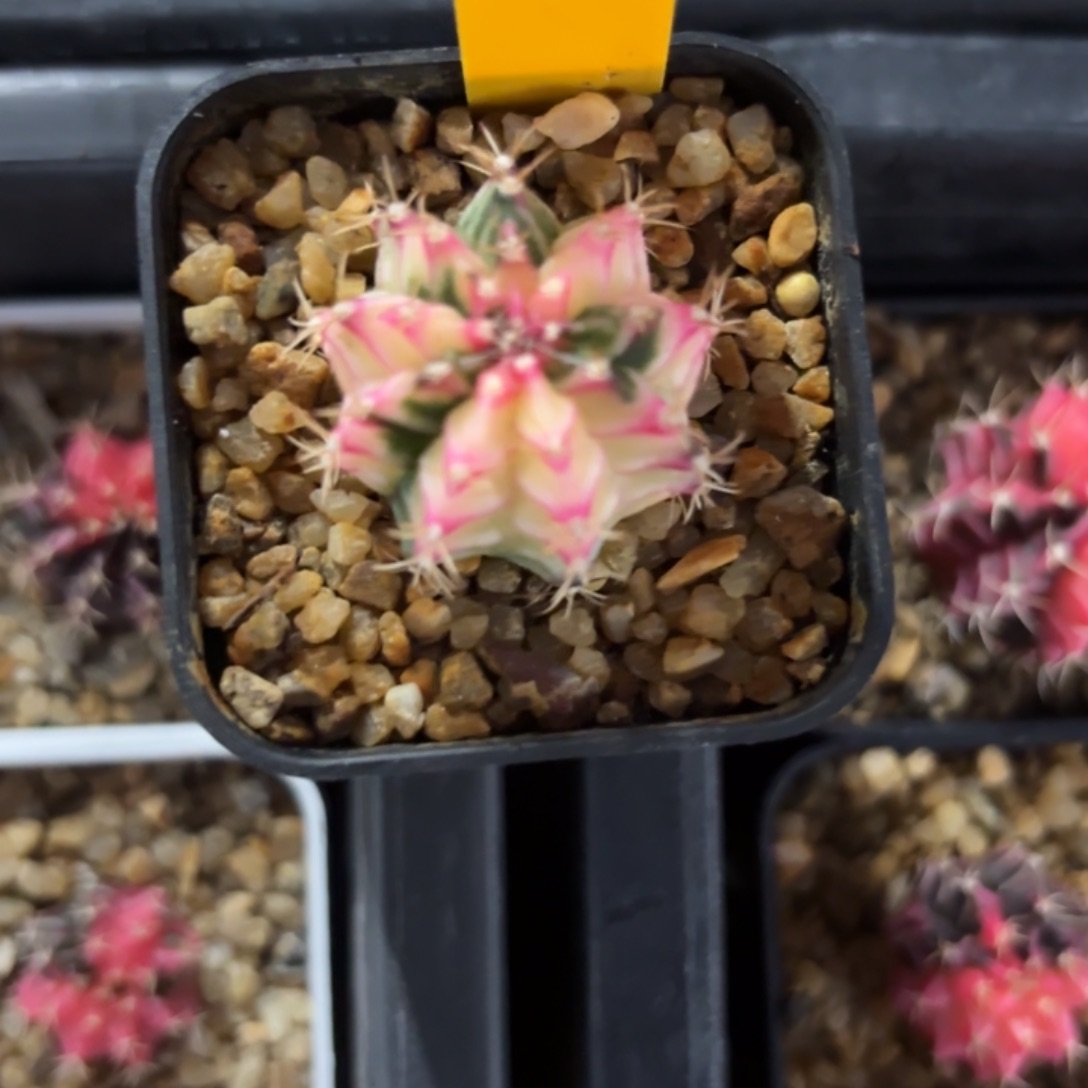 迷****265-1123泰国发货多肉