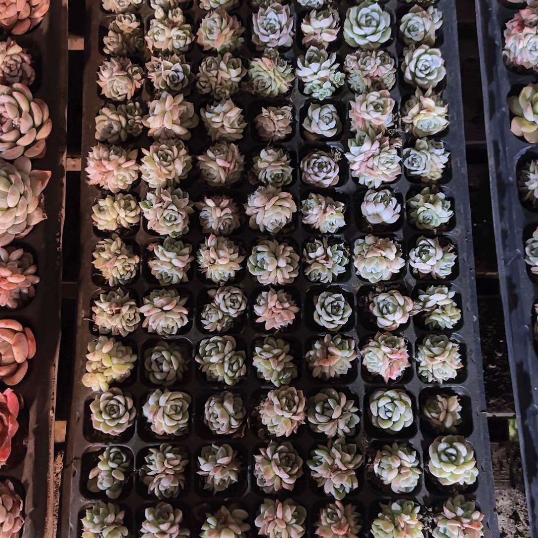 直播一物一拍多肉192