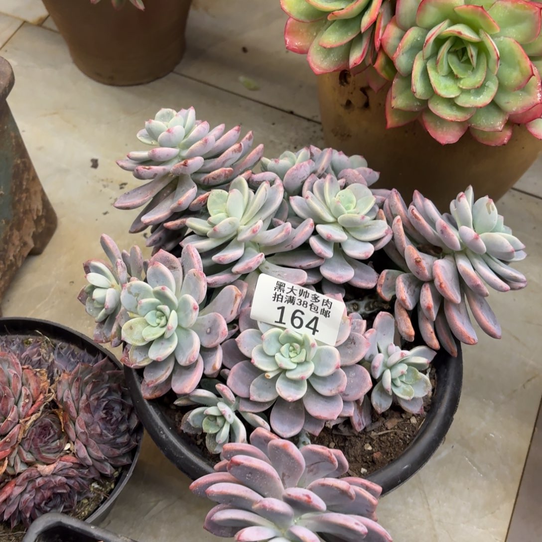 玉***心黑大帅多肉164路凝香