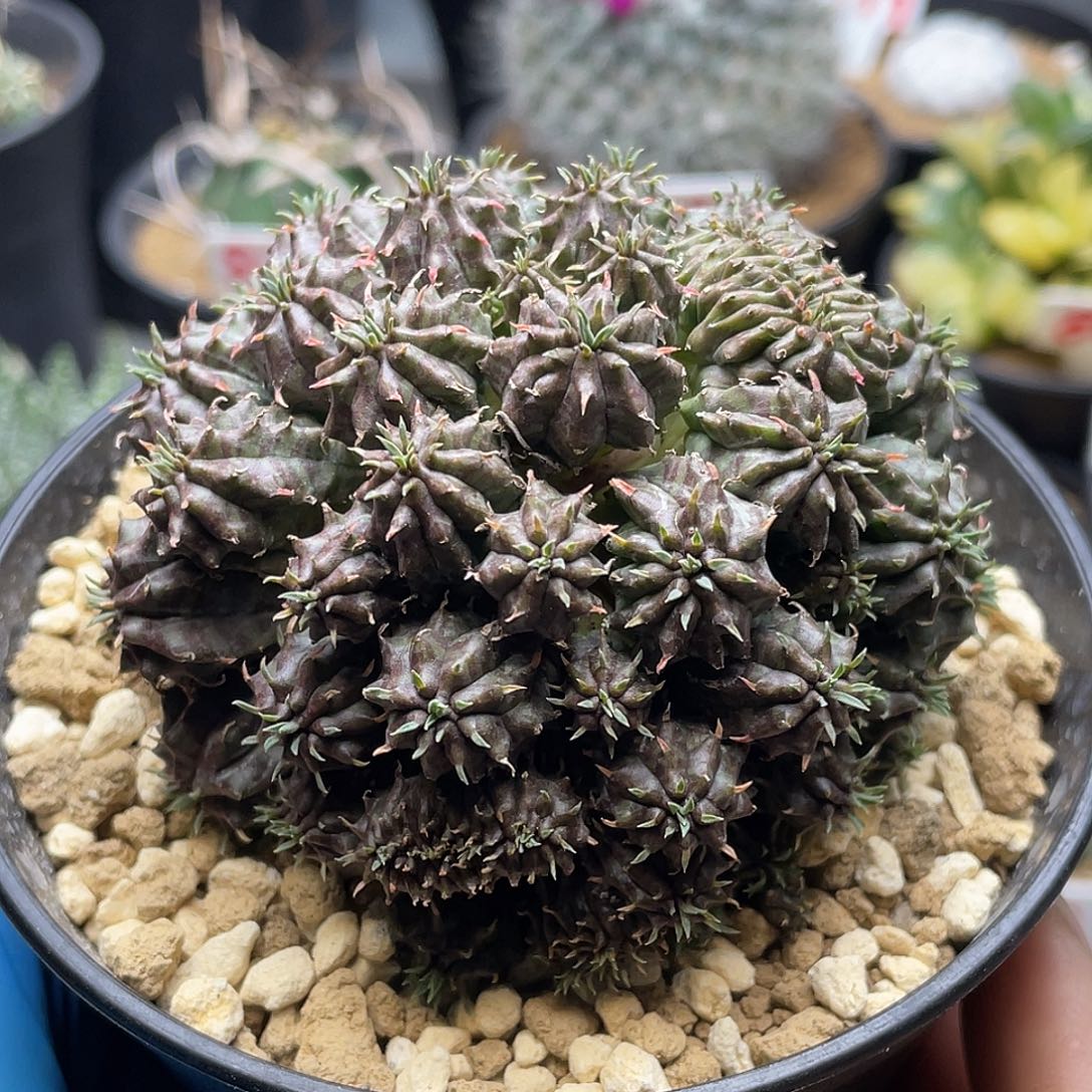 多头法丽达缀化群仙人球