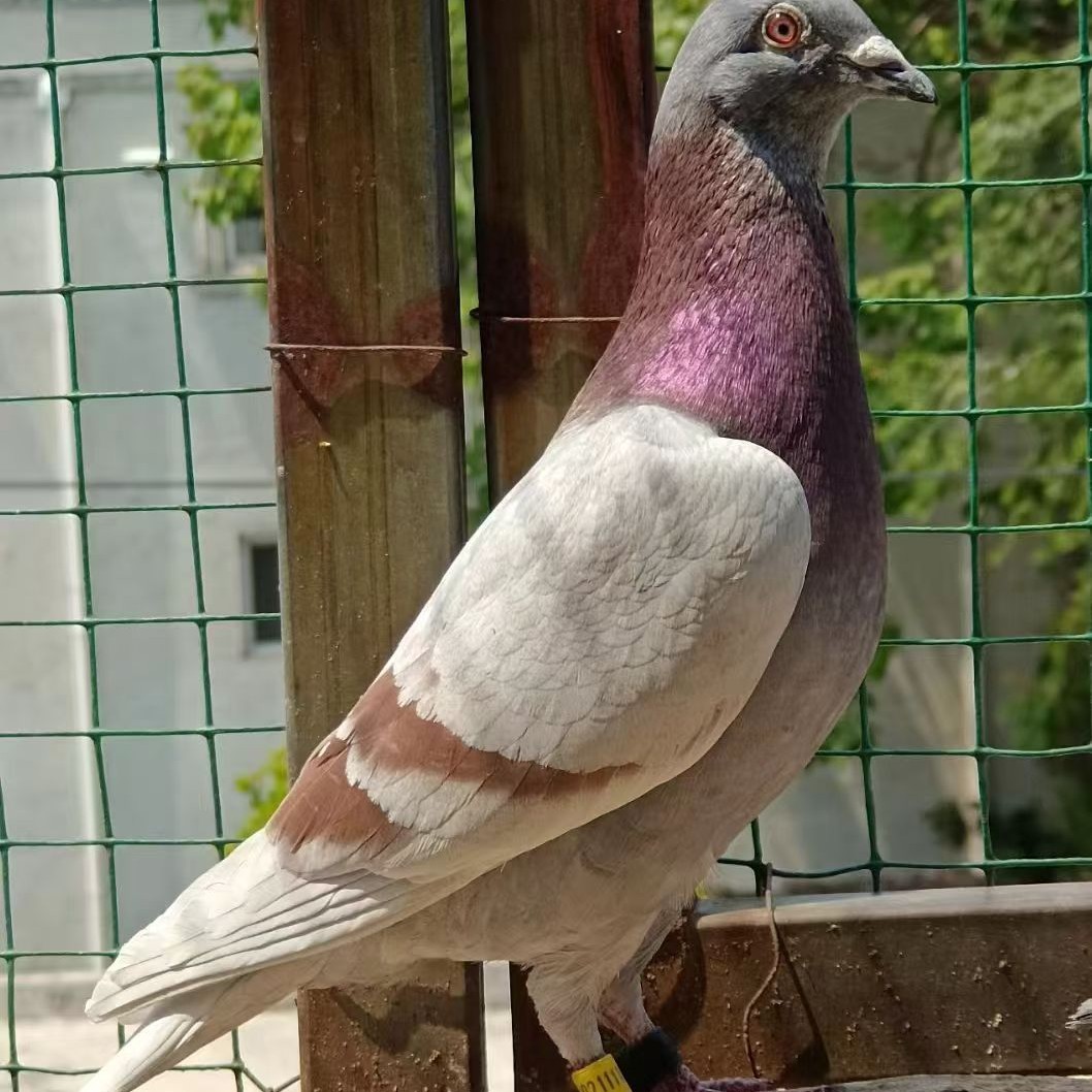 赛鸽信鸽一单一付