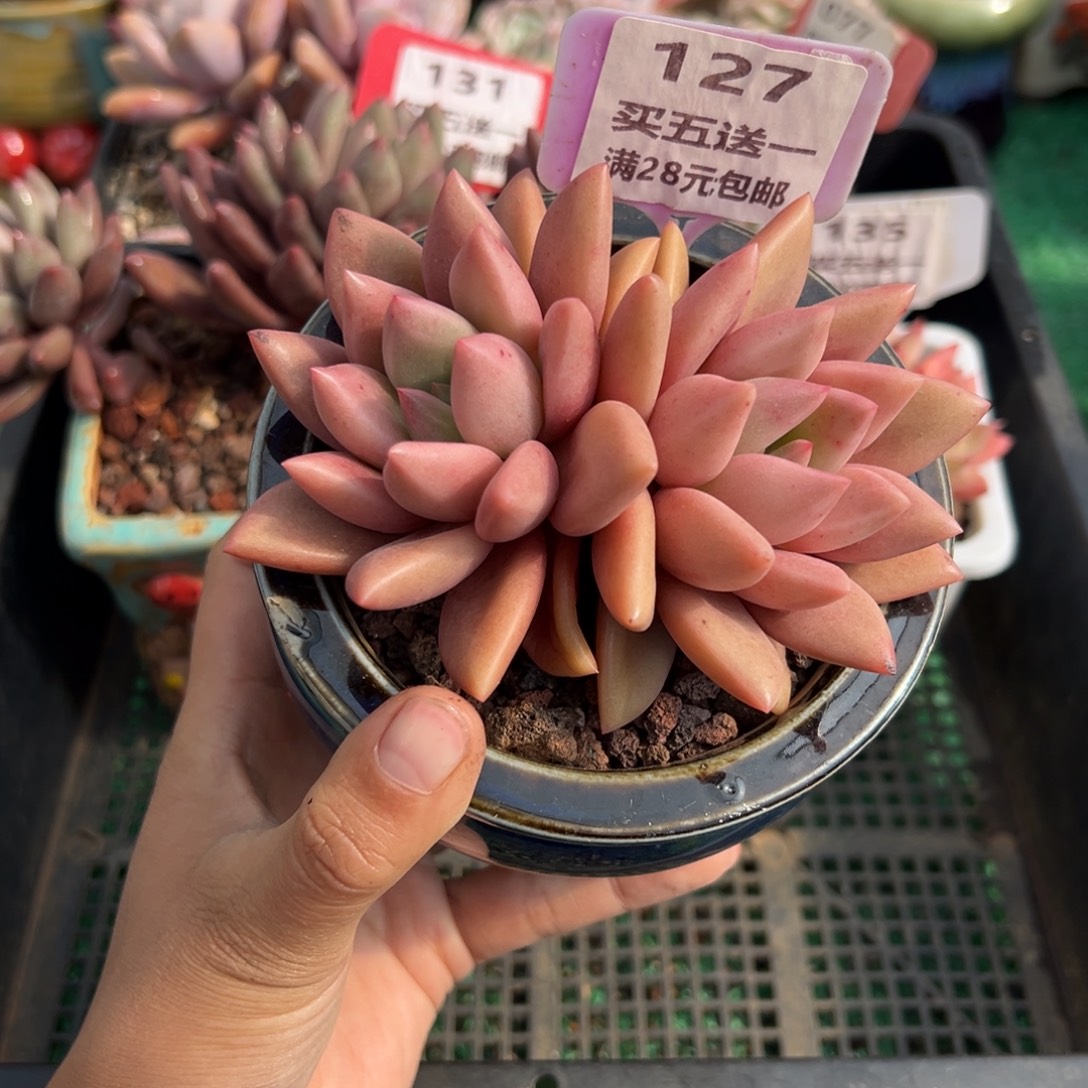 表妹精品多肉植物127.