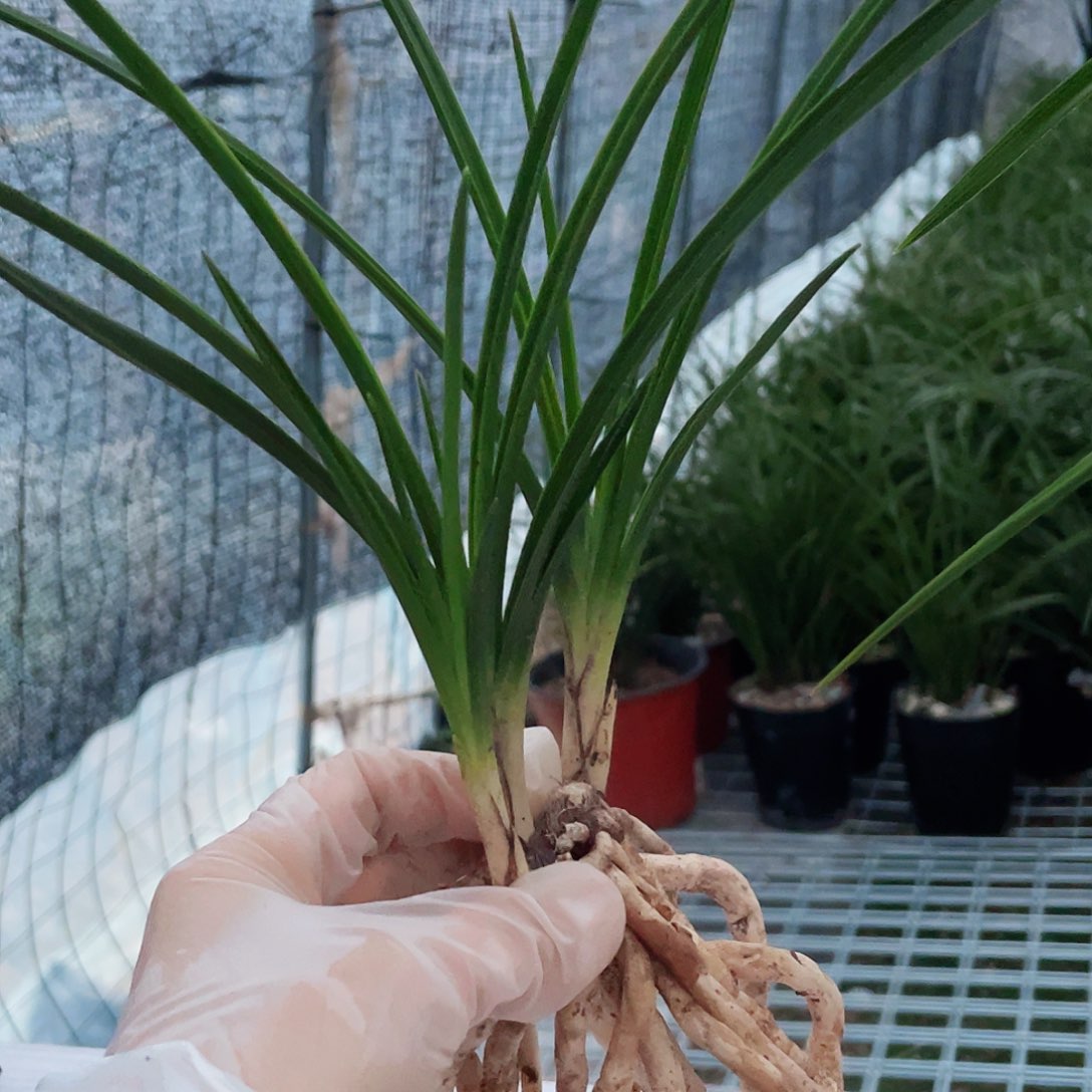 仓***米完全开放兰花兰花