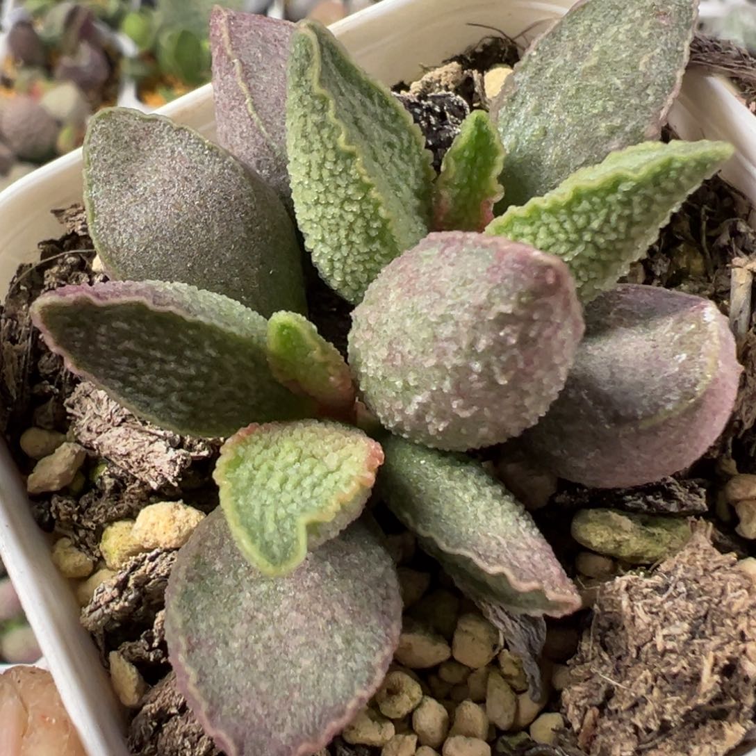 粉红猪肝多肉植物水泡