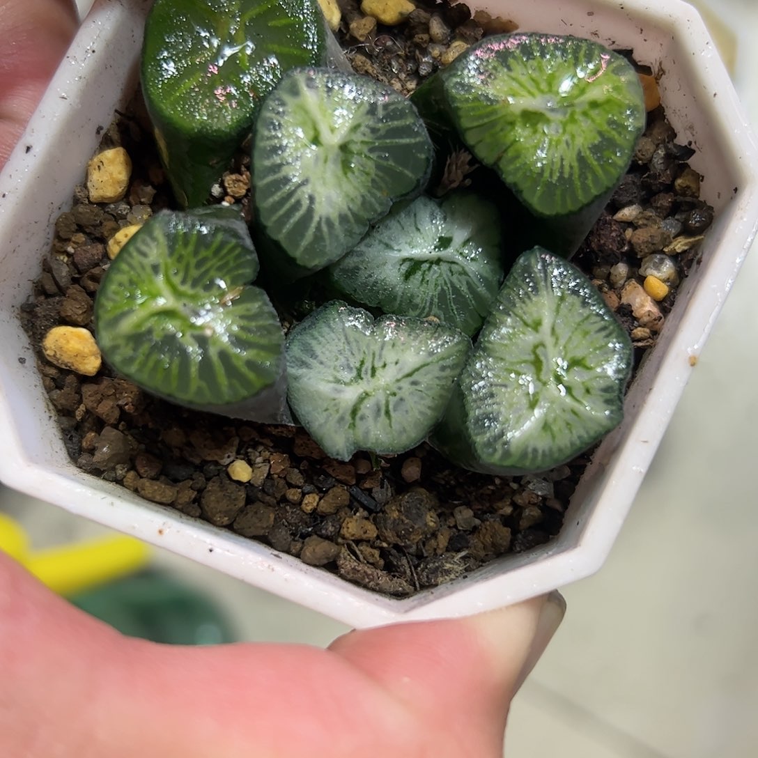 白妙万象十二卷多肉植物