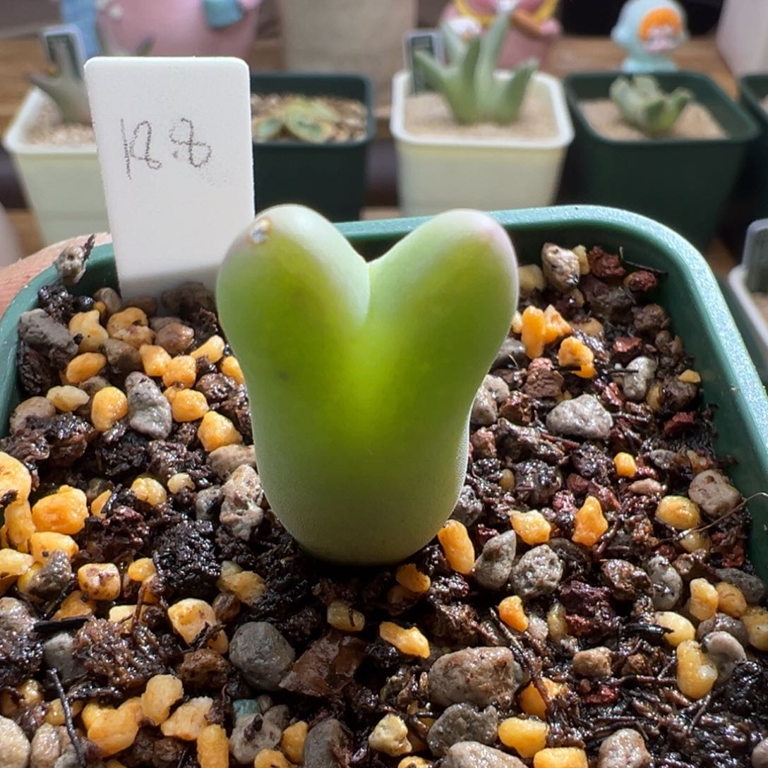 751柏实优选肉堆植物