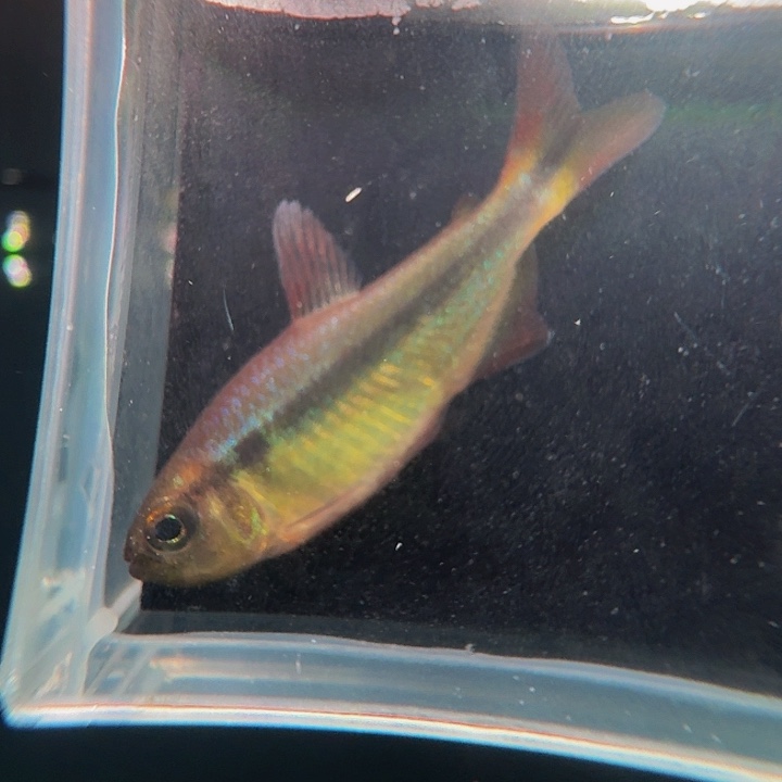 灯科鱼左下缸12号蓝缎带四3厘米一条