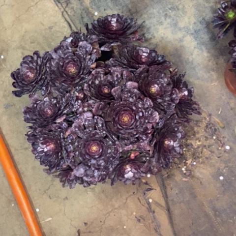 萝莉3多肉植物法师