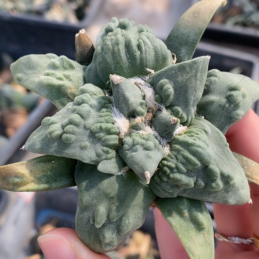 【闪购商品】实生怒