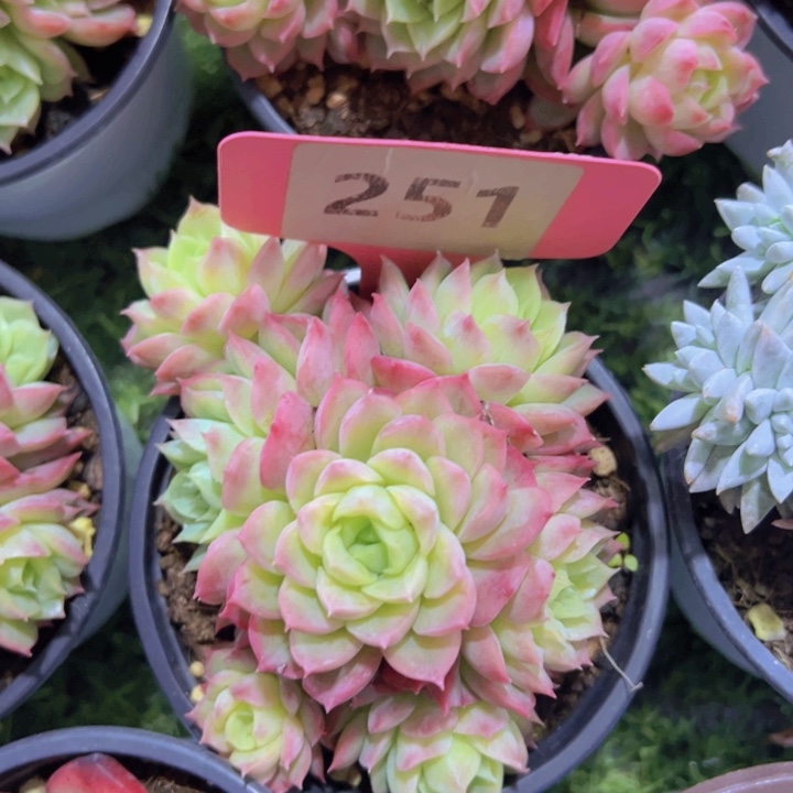 健健康康平平安安