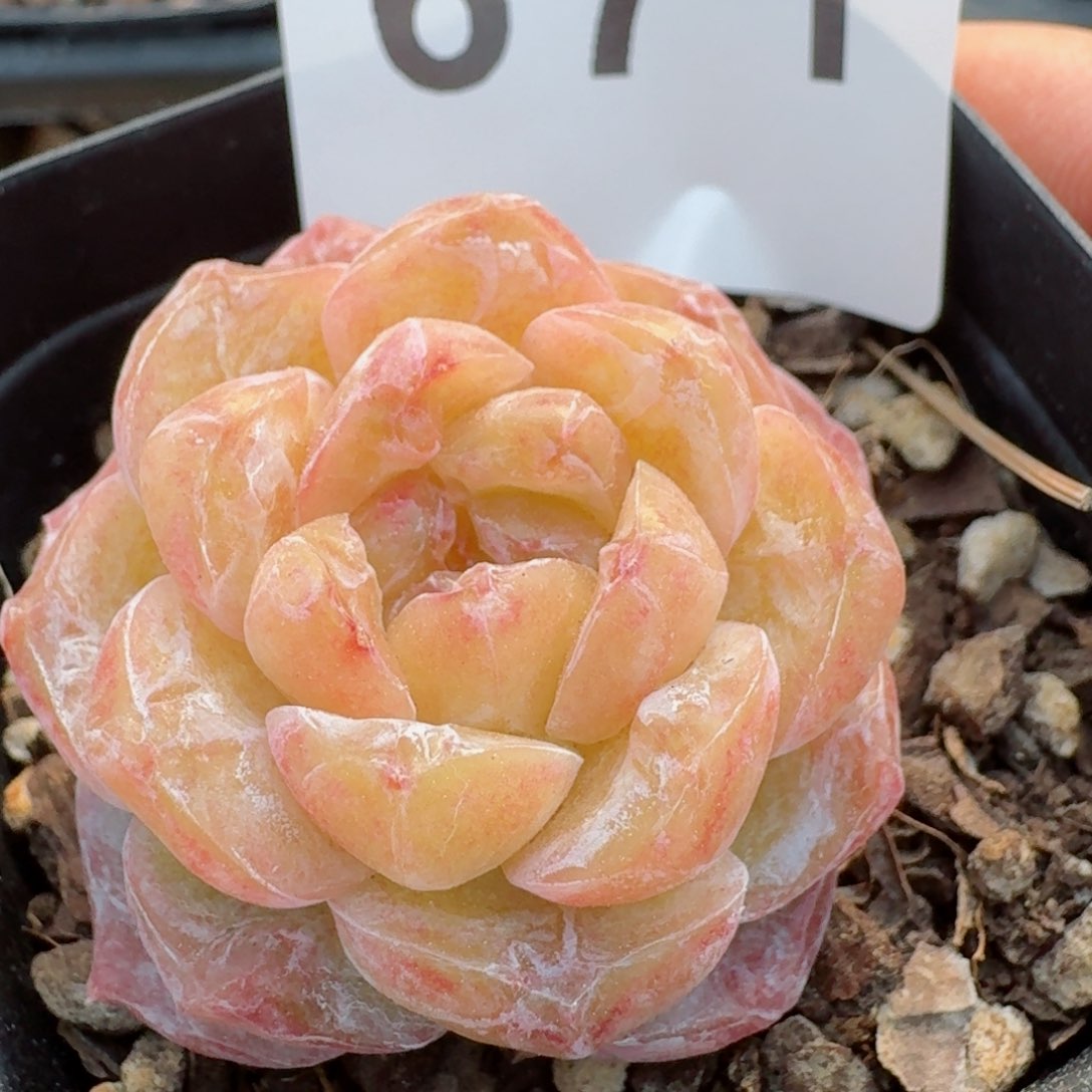 石化霜花         精品多肉