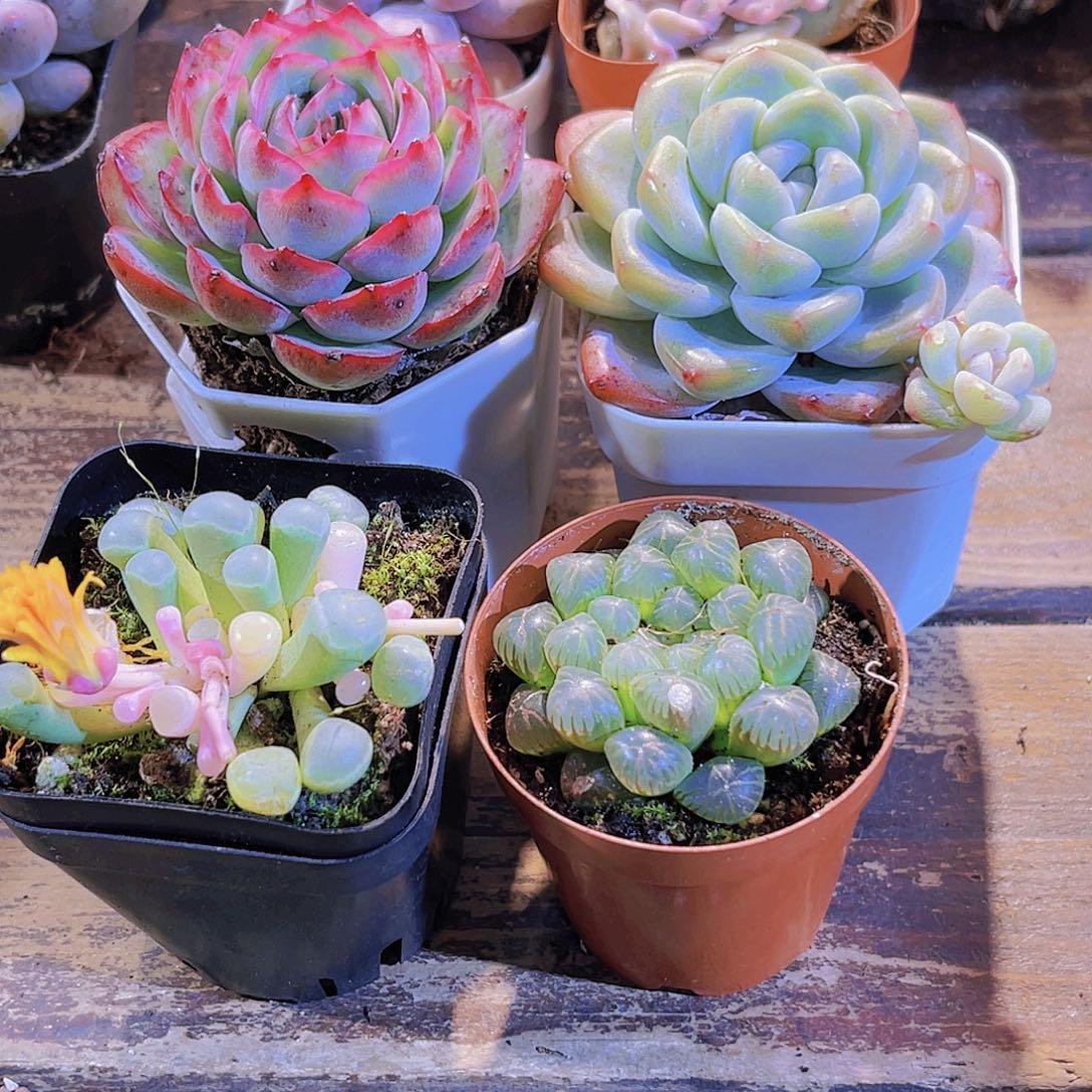 侧影。冰玉。五十锦群。姬雨露