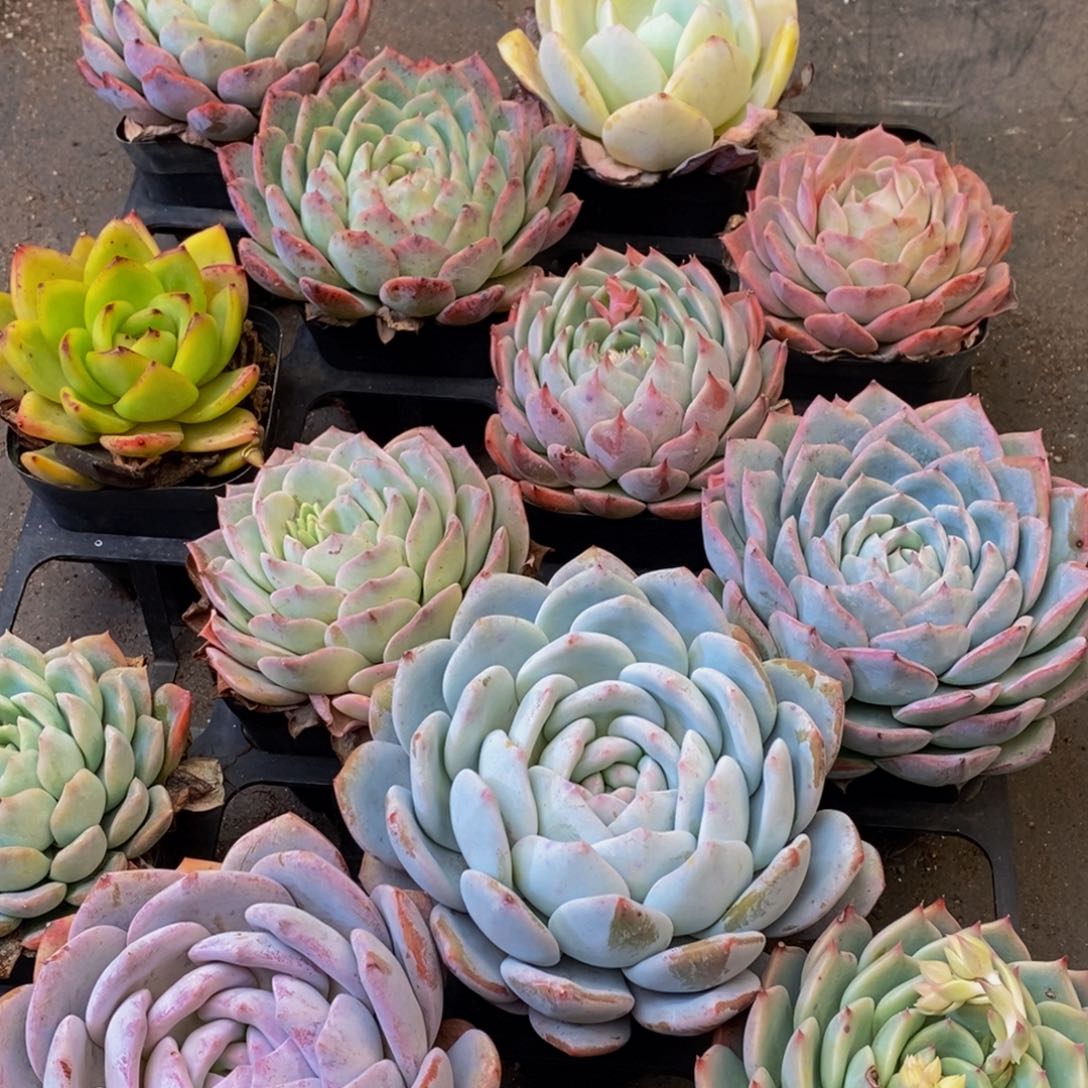 816的人生态度是一种