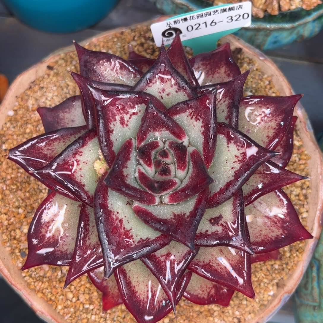 从前慢多肉精选编号0216.320