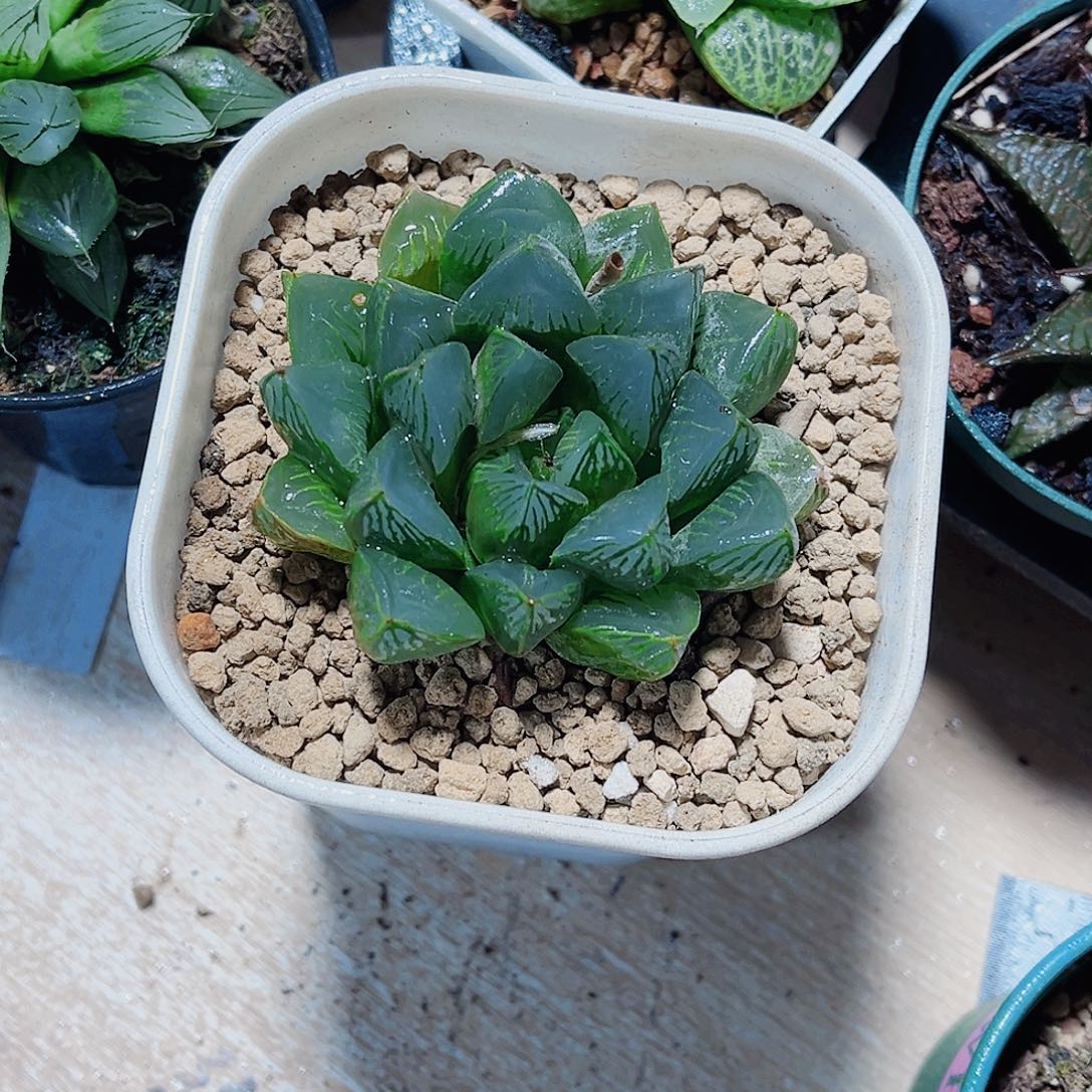 特价处理实生是系列