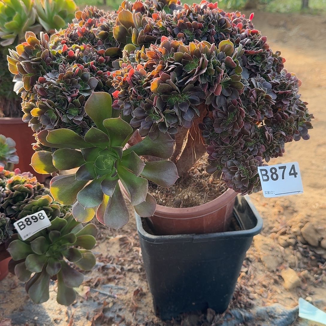 874火玫瑰朵朵一颗呀呀