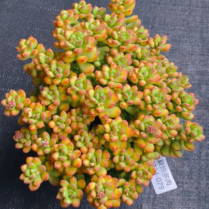 夏悦多肉 0224-79丸叶松绿