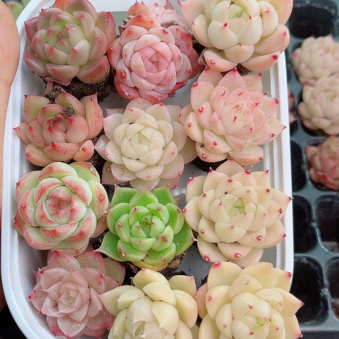 1-190 新疆西藏内蒙不发 12.8包邮2-3公分多肉