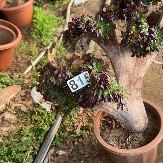 羽***梦多肉植物一个有伤黑同815