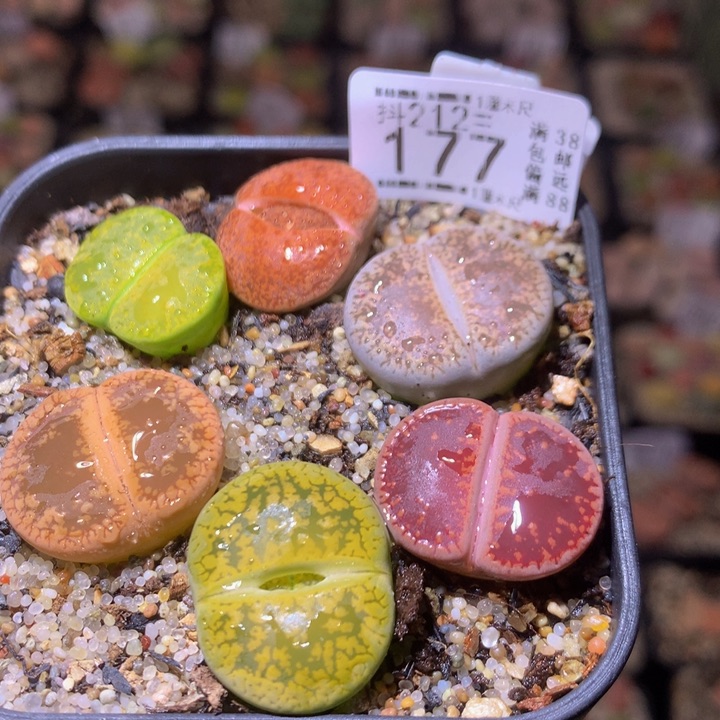 生石花多肉212.177