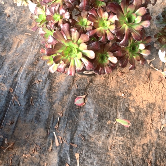 高*月多肉植物晚霞267