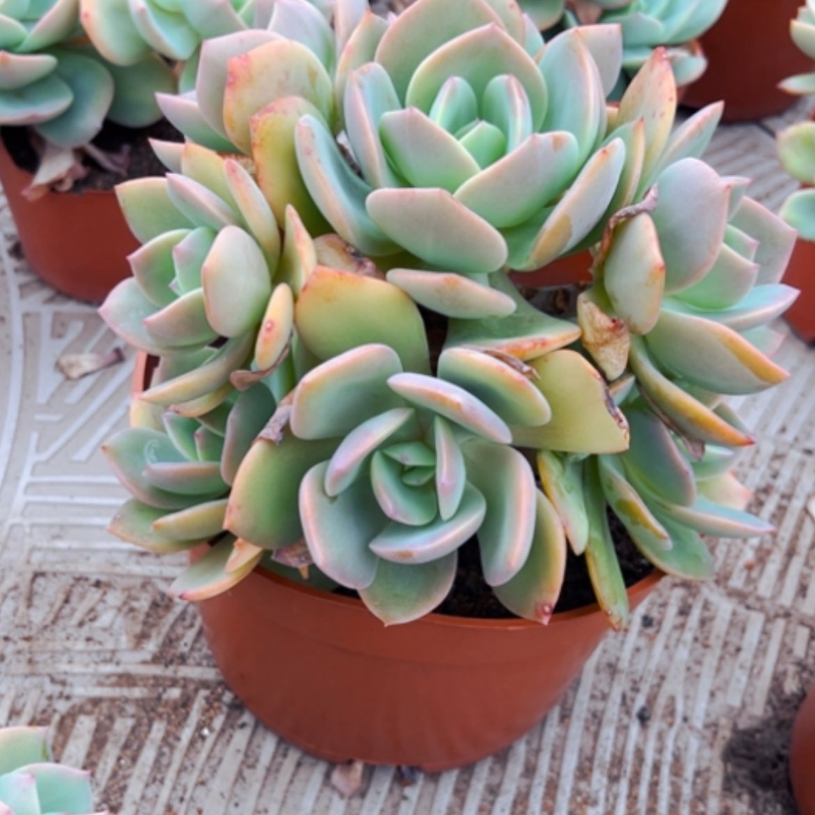 【闪购商品】超***?白凤