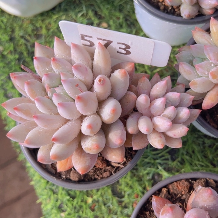 健健康康平平安安