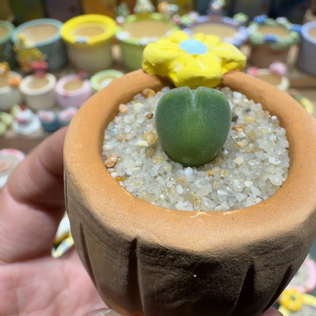 蘑菇1288大眼空蝉多肉植物