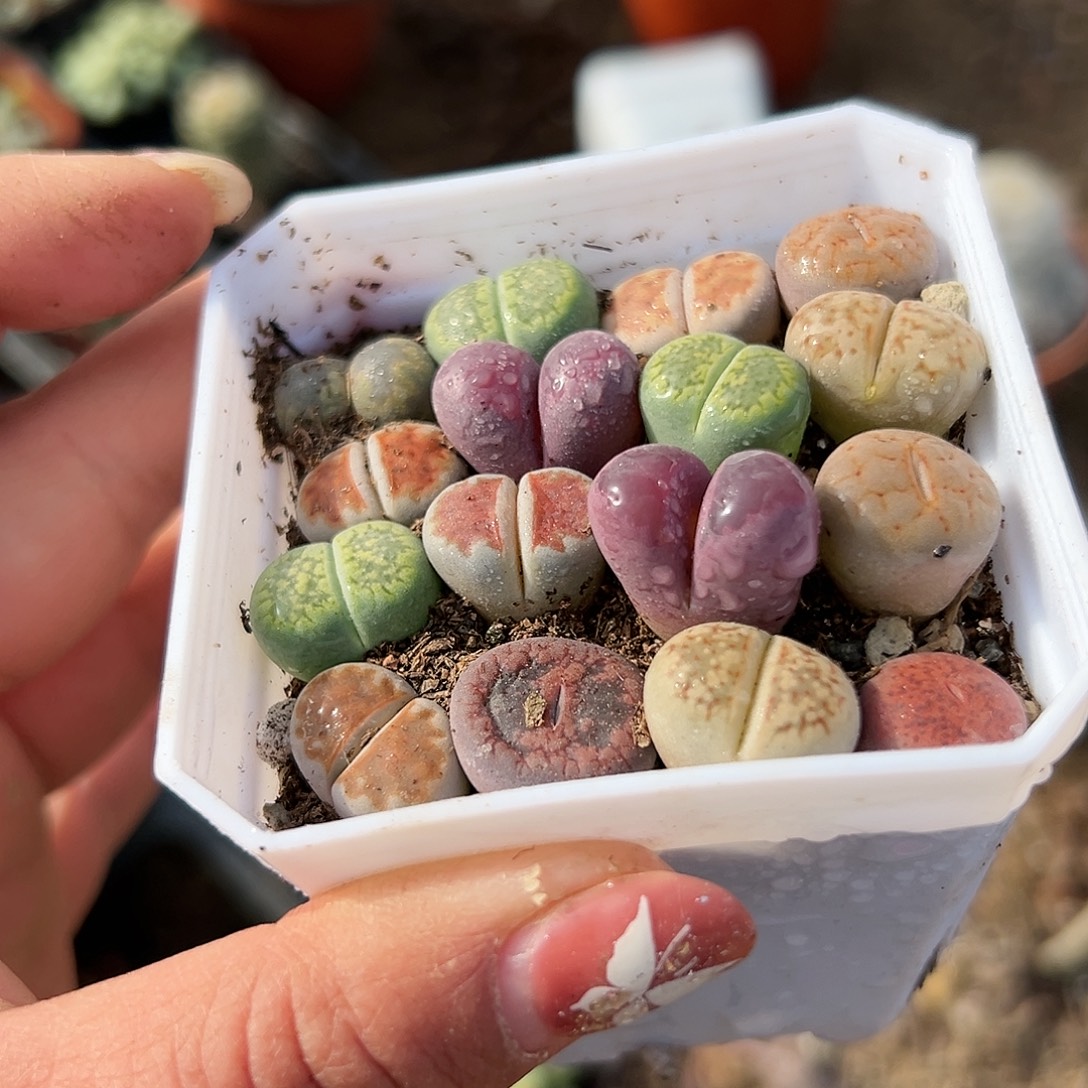 多肉植物多肉植物