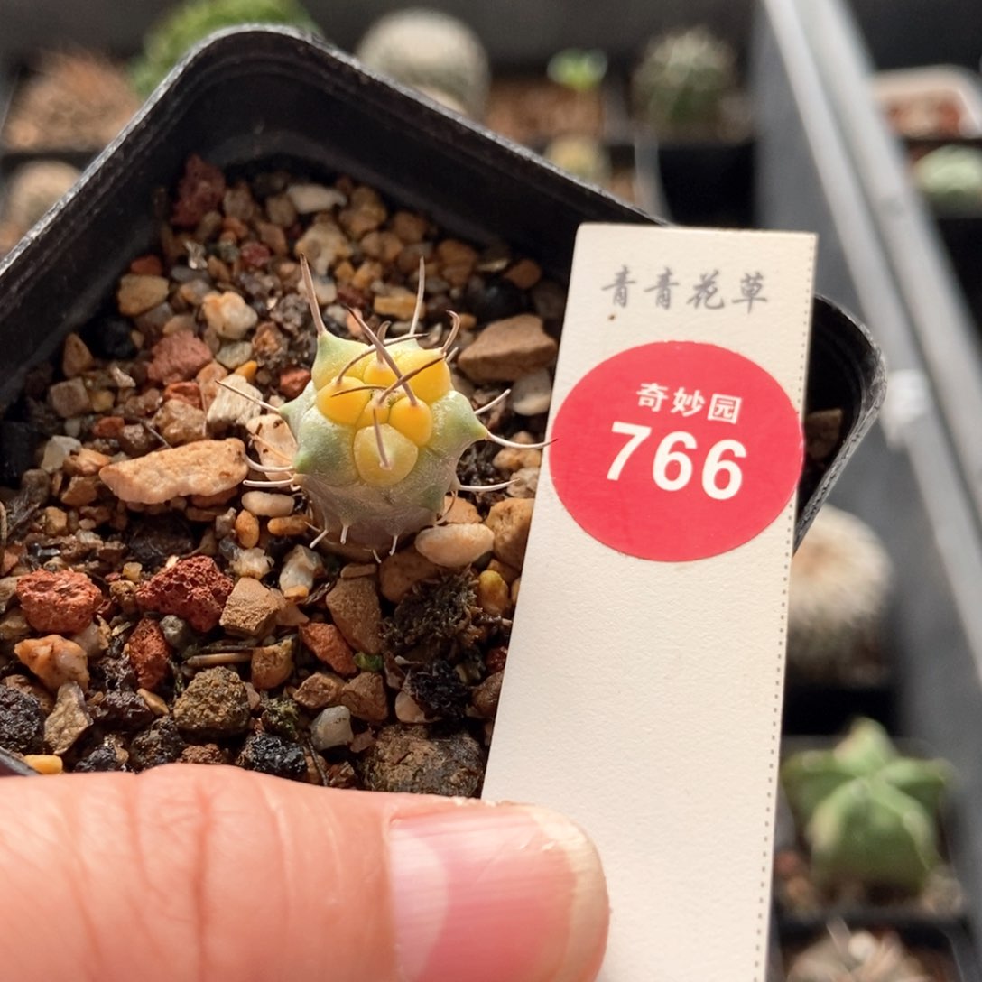 实生升云龙娇丽锦1.5cm