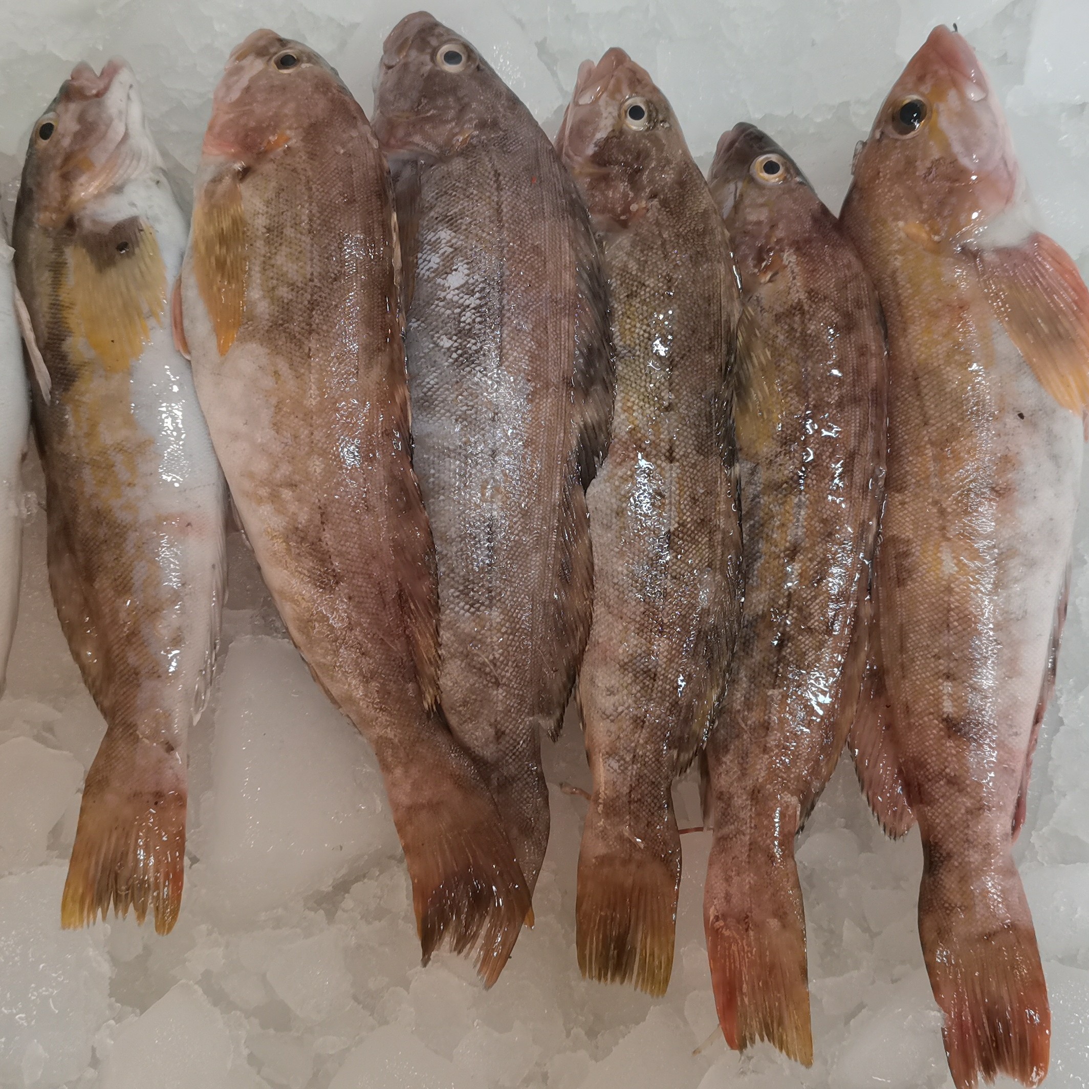 大连野生大黄鱼六线鱼4斤 顺丰包邮