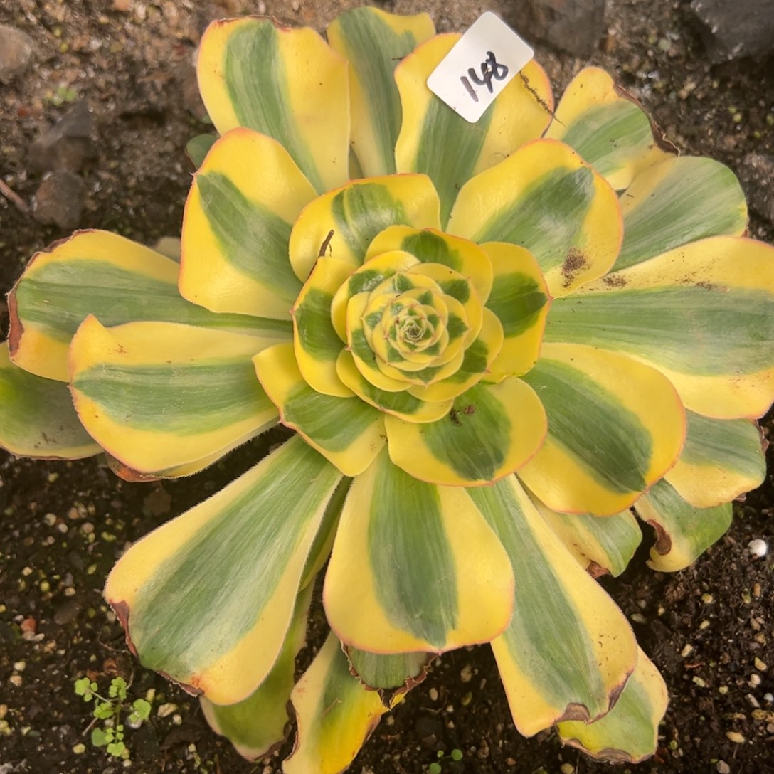 148王妃多肉仔细一看