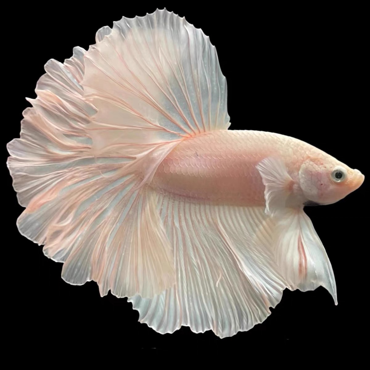 C11（241-264）精品泰国斗鱼小型热带观赏鱼耐活（直播间选鱼）