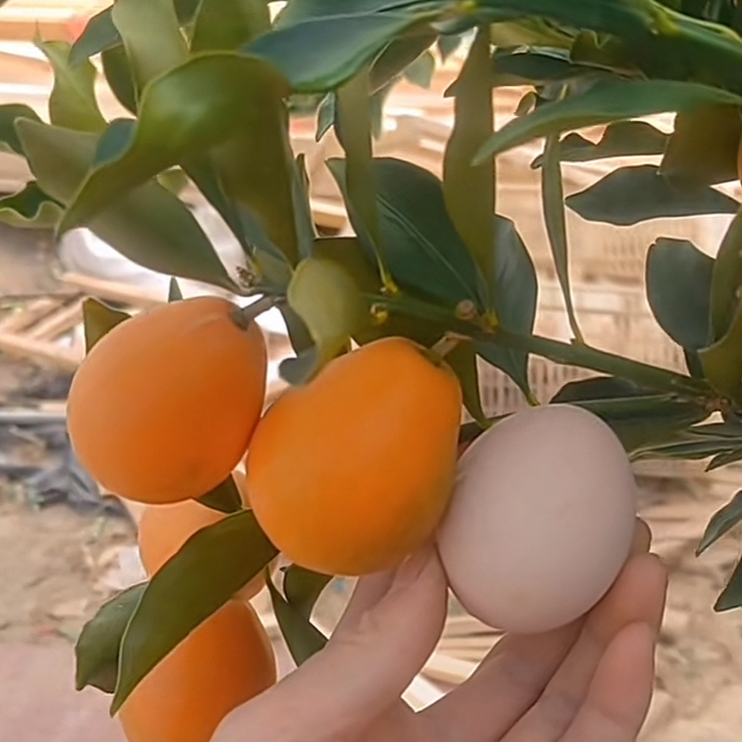 第三代脆蜜金橘树苗（杯苗）四川成都简阳苗圃基地直发