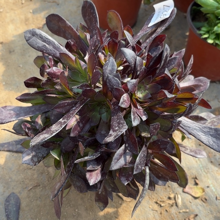 黑铜壶多肉法师3972