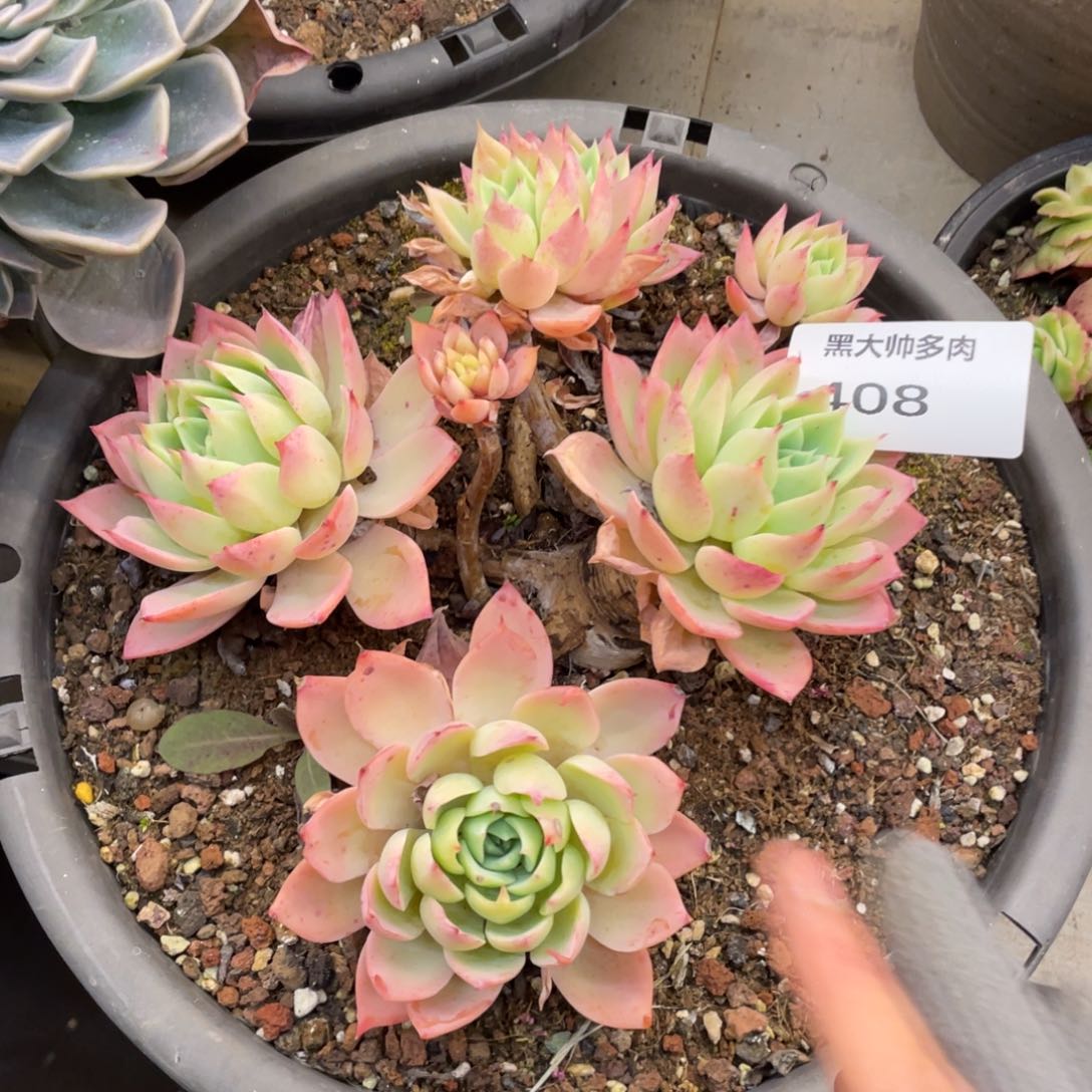 黑大帅多肉408三色堇