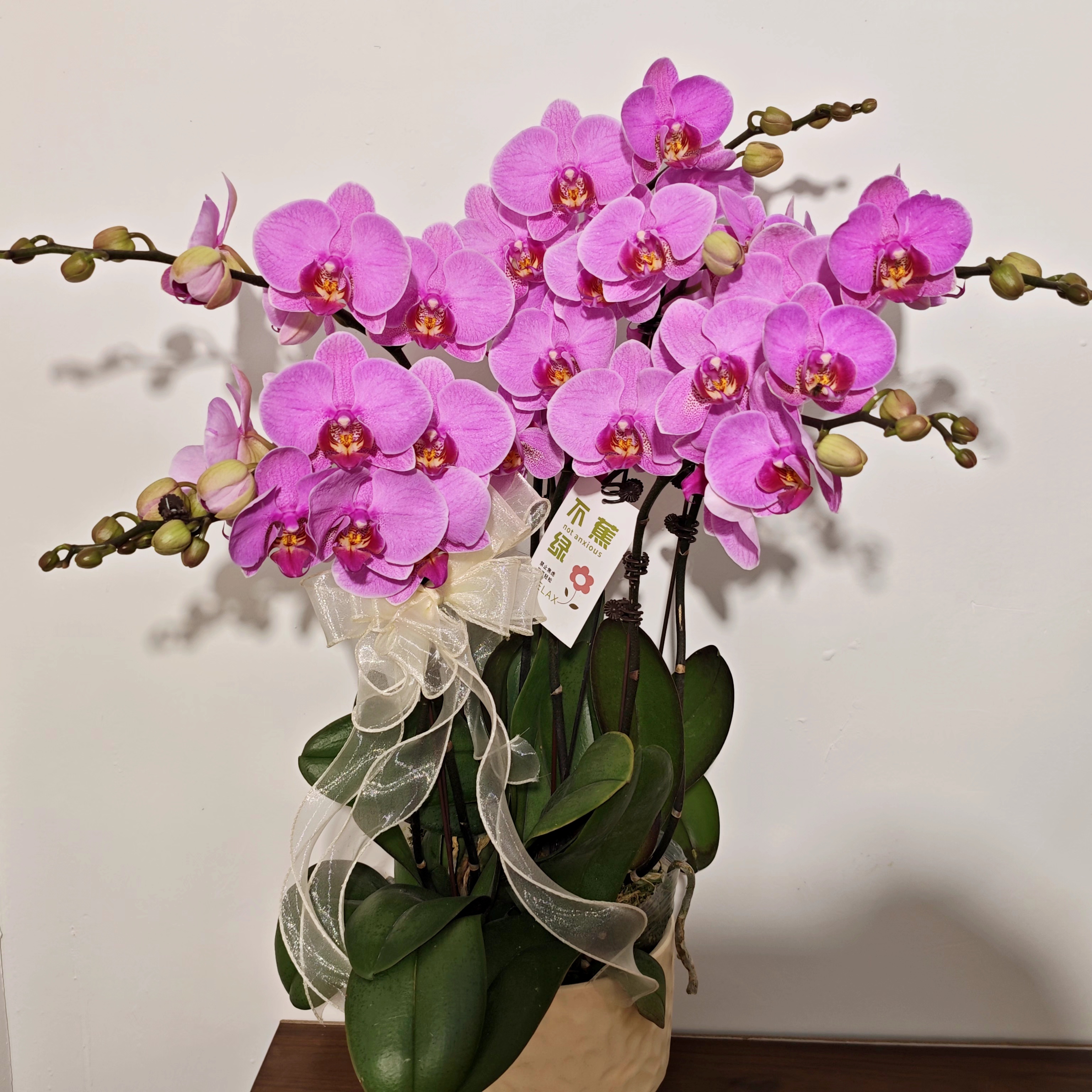 【十里桃花】蝴蝶兰稀有紫色系高端室内花卉  送人送礼佳品