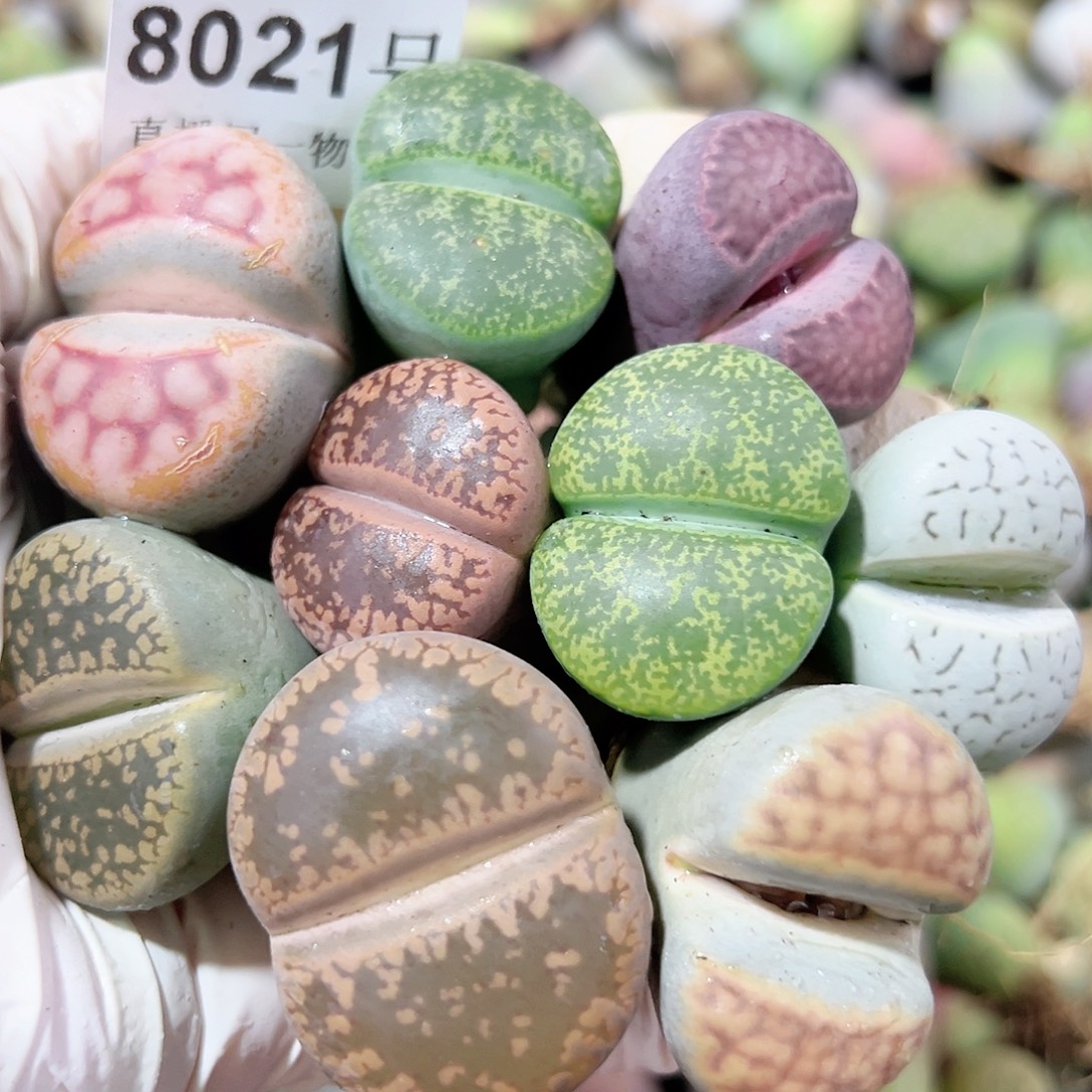 8021五年巨无霸彩拼10个2.2-3.2cm大长腿特价