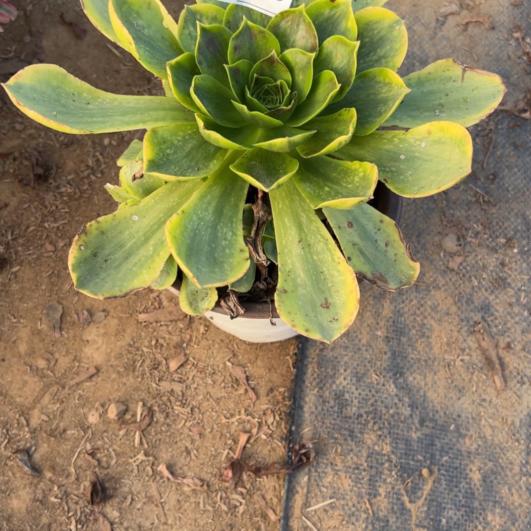 516香炉盘多肉植物法师多肉