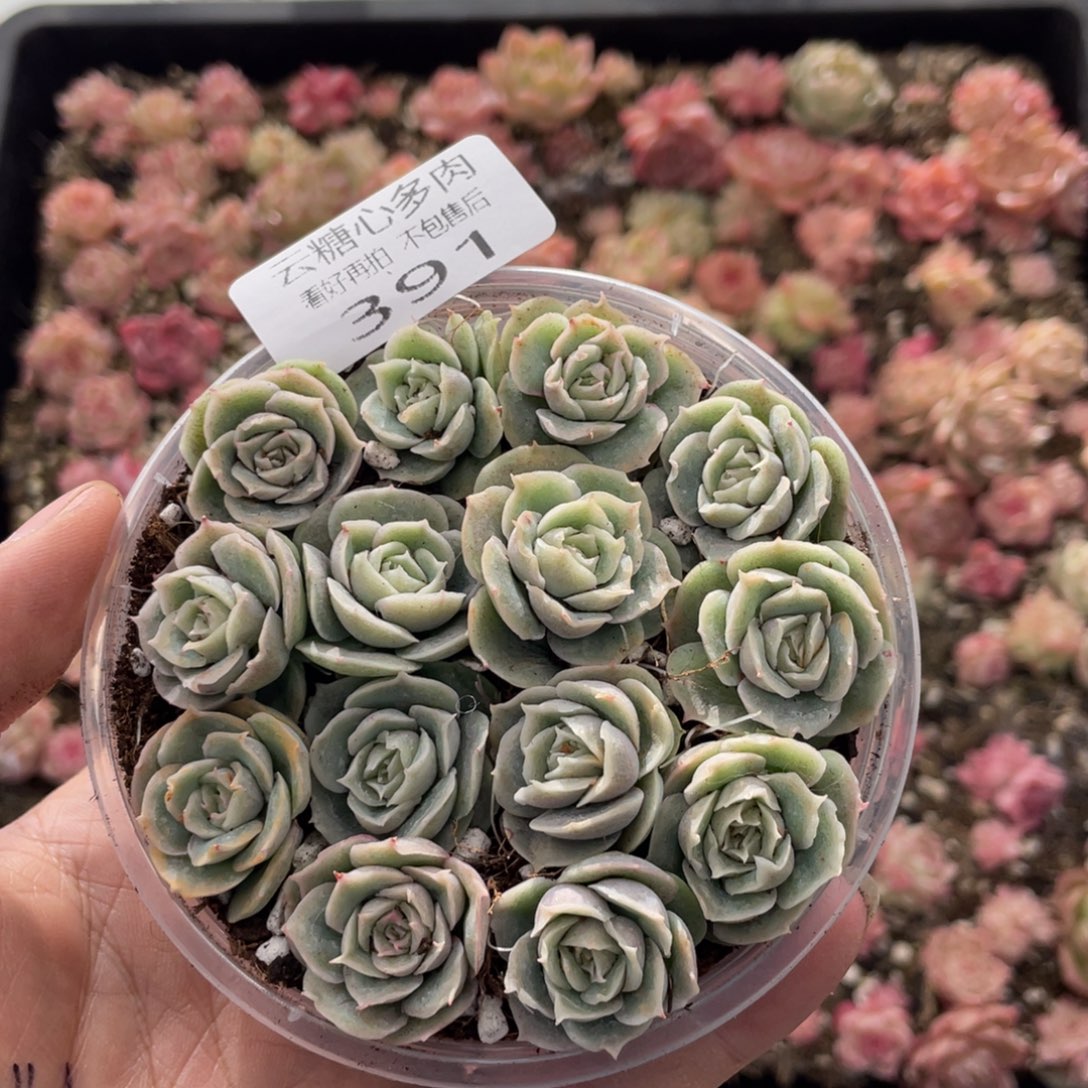 云糖心多肉植物391