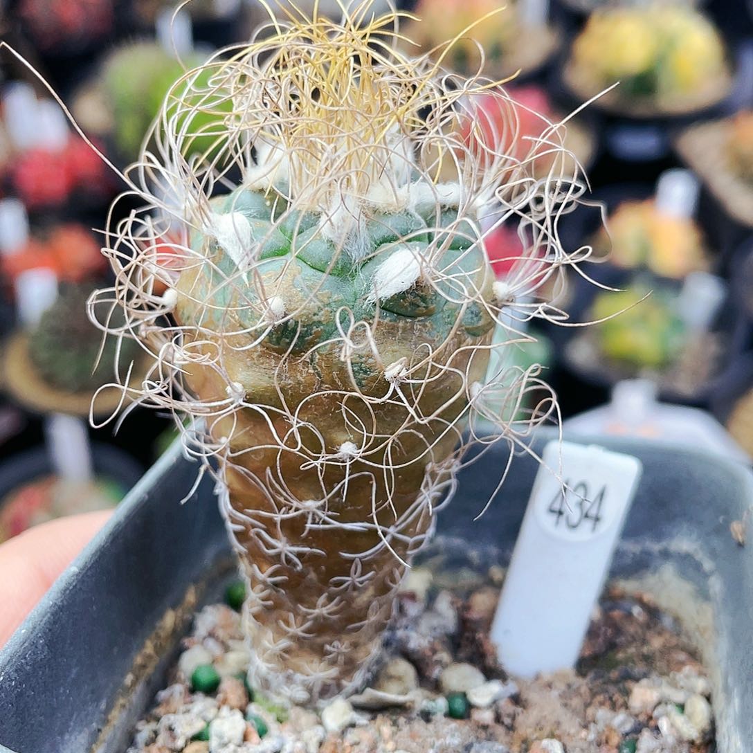 非偏远地区满25包邮