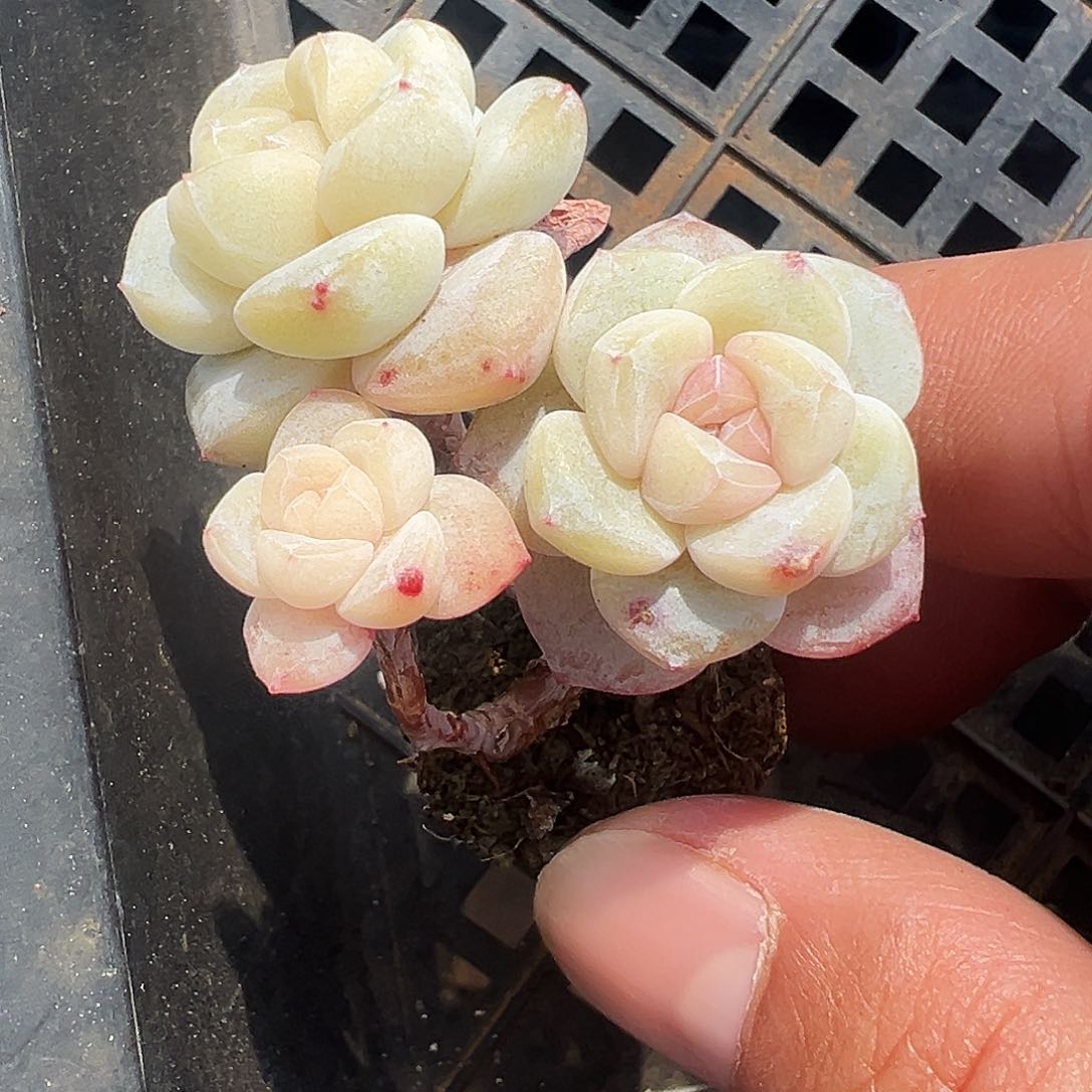 三头大长腿冰玉群生1213