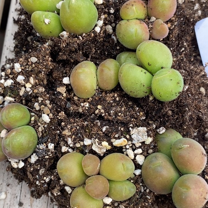 2064毛翠滴切糕一组