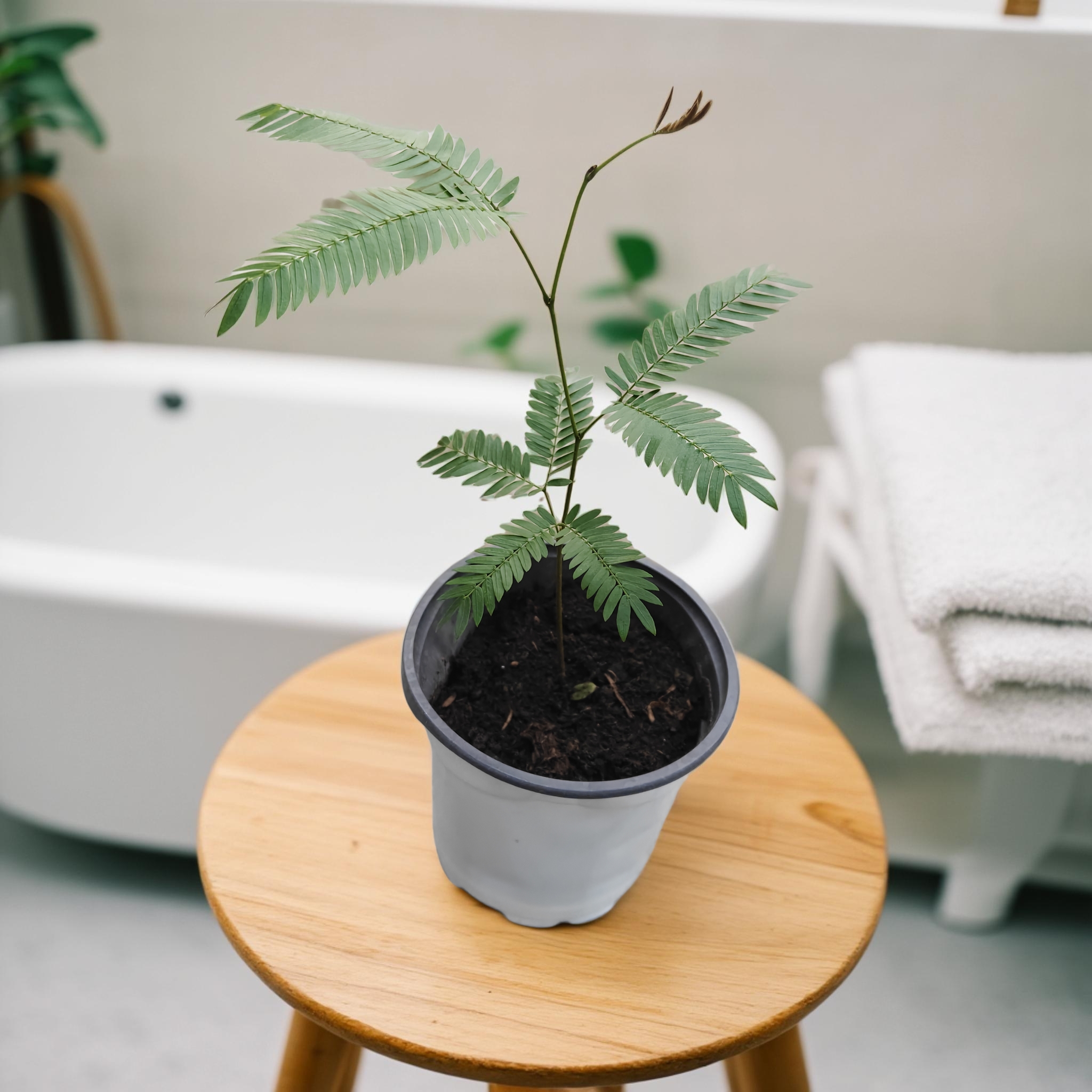 花农小马哥密叶猴耳环室内耐阴网红盆栽好养高档绿植小树热植