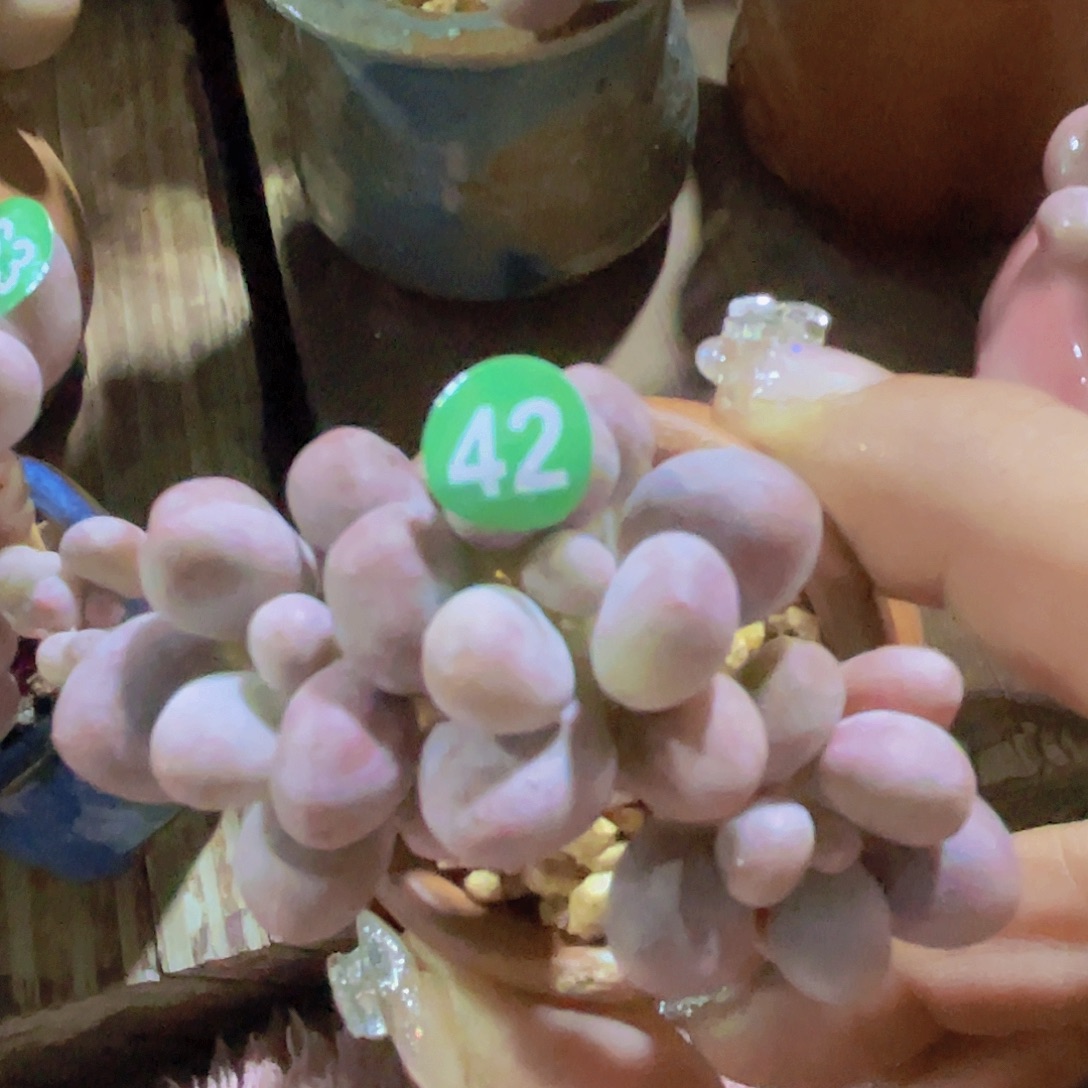 奶尖桃花奶 仙子奶酪