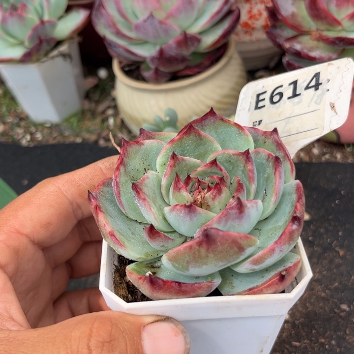惊鸿一瞥多肉植物614
