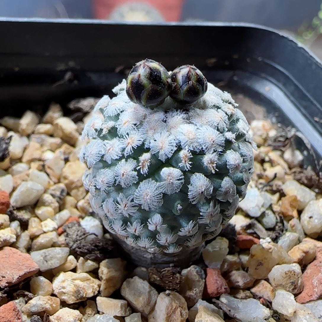 实生蔷薇丸多肉2.1